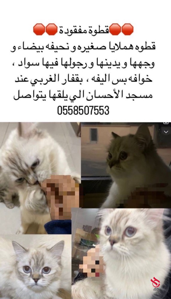 قطة مفقودة