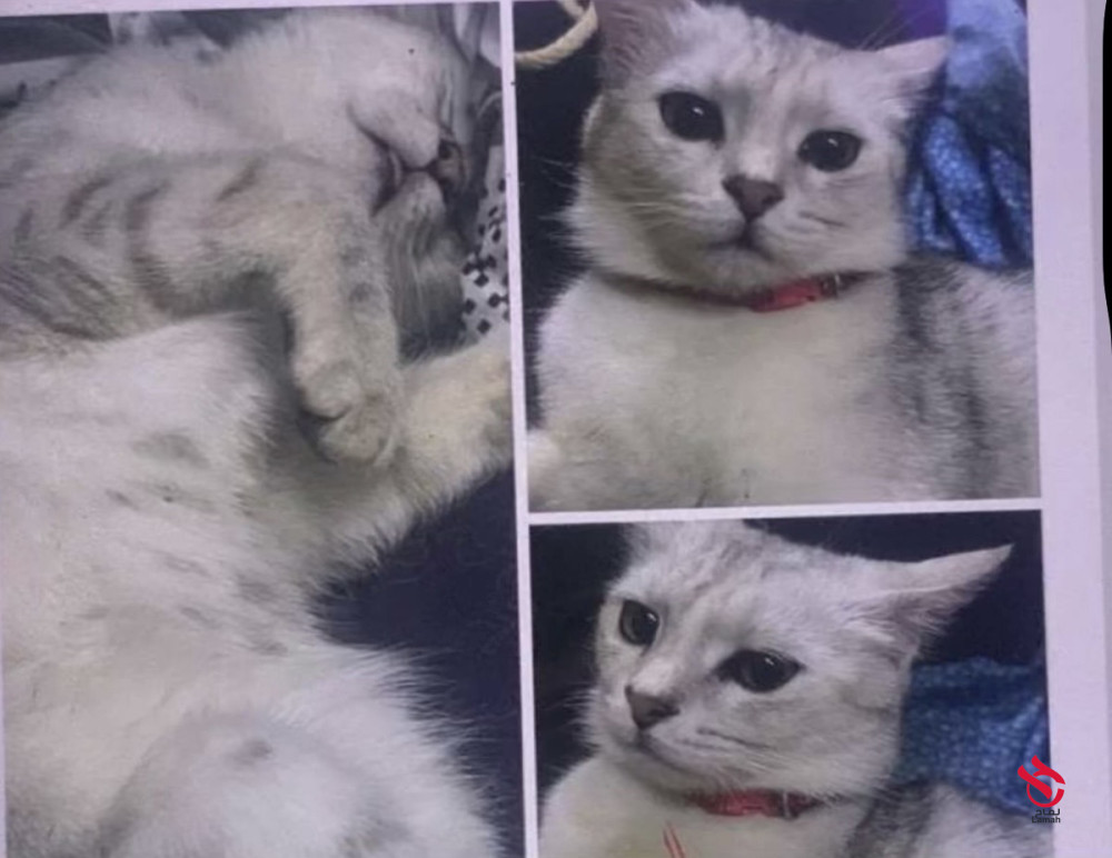 قطة مهجنة حامل
