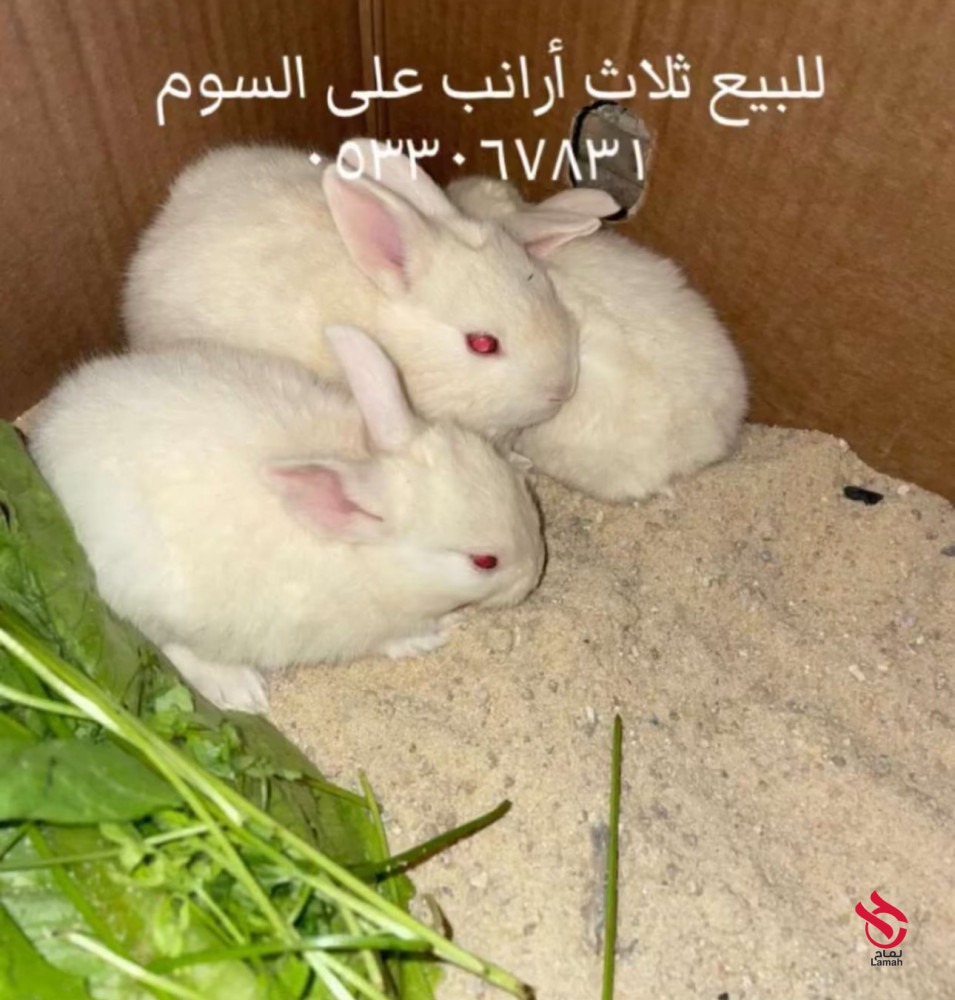 ارانب للبيع