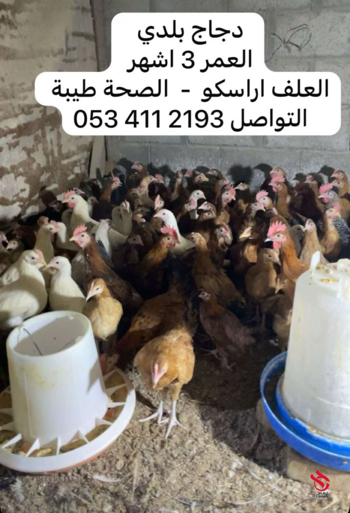 دجاج بلدي