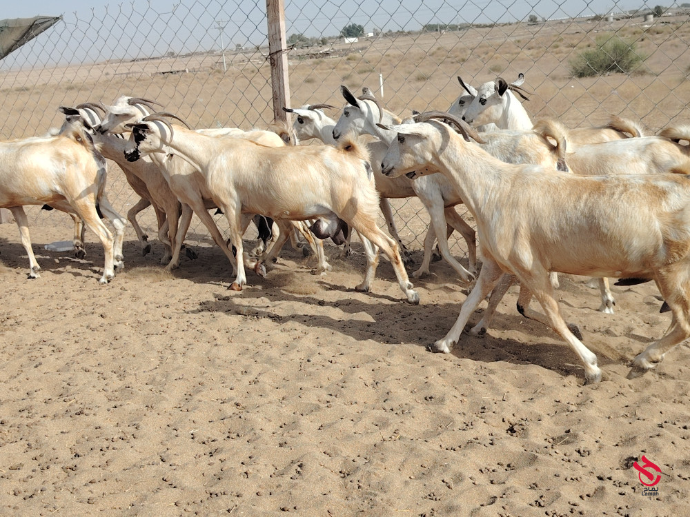 maazaaa-byshyat-foakhr-dfyaa-omdaryaa-big-1