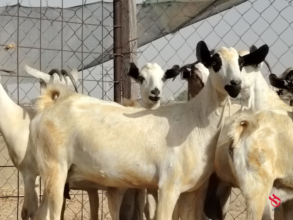 معزاء بيشيات فواخر دفيع ومضاريع