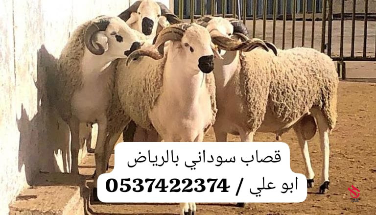 جزار بالرياض 0537422374 سلاخ بالرياض