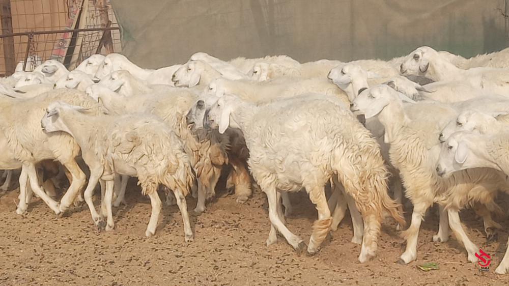 ضان حريات