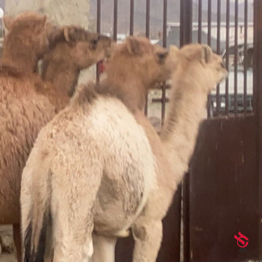 قصاب ماهر شمال الرياض 0َ507973276